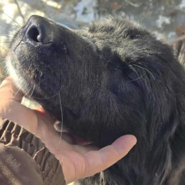 NALANI ab sofort auf PS in 50170 Kerpen