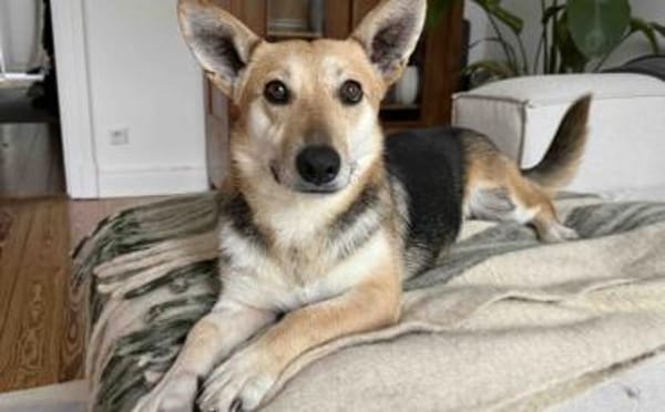 Freundliche Siri sucht Familienanschluss