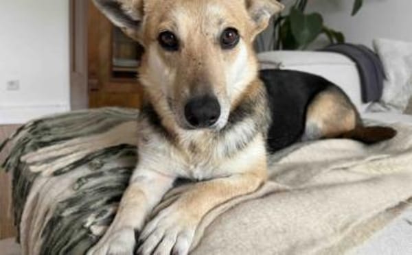 Freundliche Siri sucht Familienanschluss