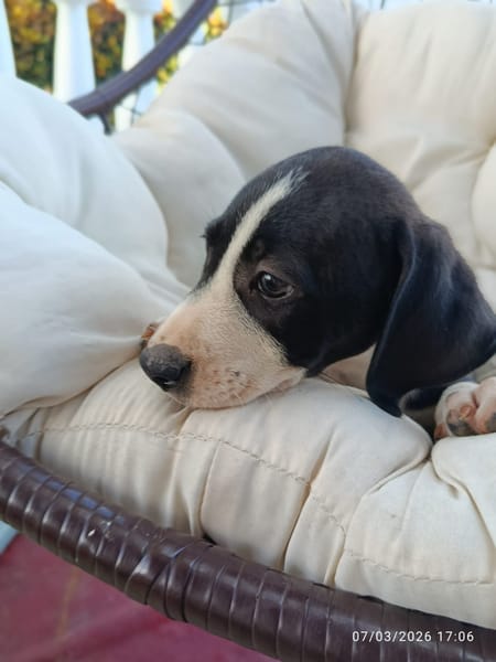 À L’ADOPTION , FIZZ ,  BERGER CREOLE MÂLE noir et blanc