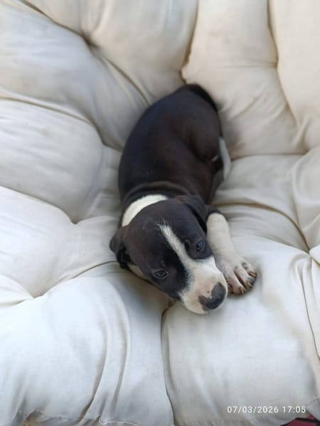 À L’ADOPTION , FIZZ ,  BERGER CREOLE MÂLE noir et blanc