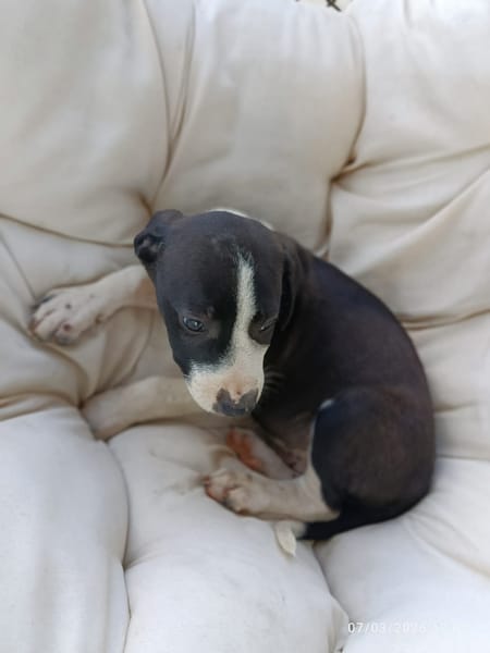 À L’ADOPTION , FIZZ ,  BERGER CREOLE MÂLE noir et blanc