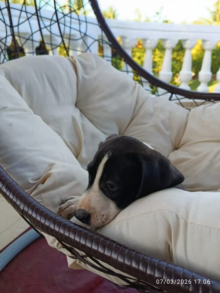 À L’ADOPTION , FIZZ ,  BERGER CREOLE MÂLE noir et blanc