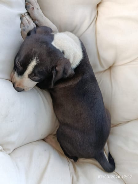 À L’ADOPTION , FIZZ ,  BERGER CREOLE MÂLE noir et blanc