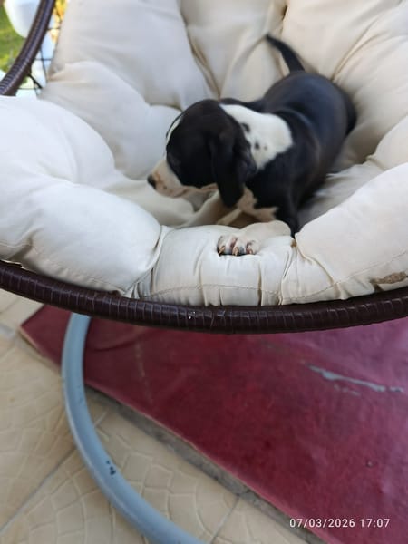 À L’ADOPTION , FIZZ ,  BERGER CREOLE MÂLE noir et blanc