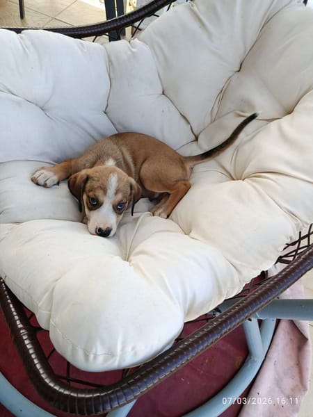 À L’ADOPTION, KINAY ,  BERGER CREOLE MÂLE TRICOLORE