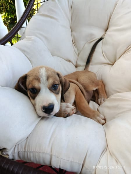 À L’ADOPTION, KINAY ,  BERGER CREOLE MÂLE TRICOLORE