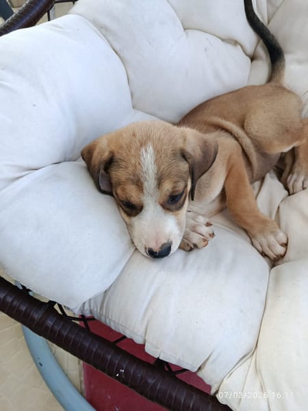À L’ADOPTION, KINAY ,  BERGER CREOLE MÂLE TRICOLORE