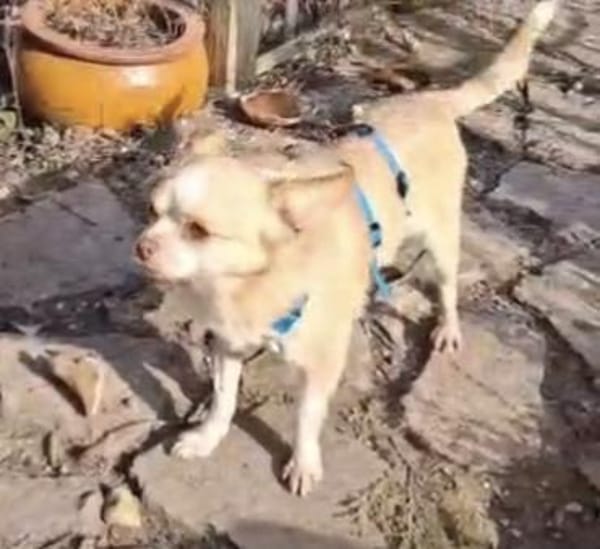 Cuki PP - rein ins Glück 🍀