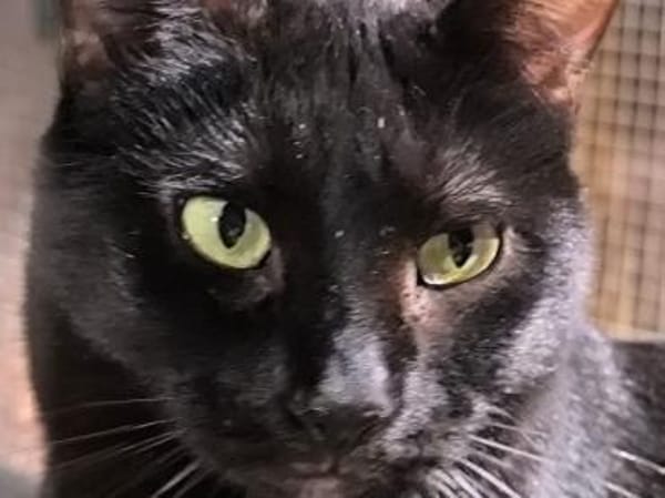 Negri - sucht ihr liebevolles Zuhause!