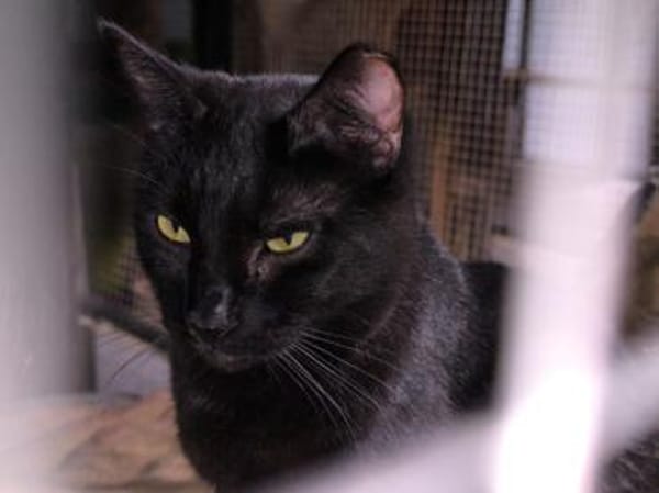 Negri - sucht ihr liebevolles Zuhause!