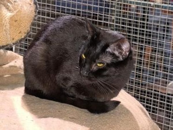 Negri - sucht ihr liebevolles Zuhause!