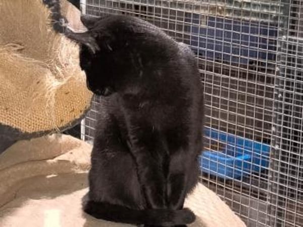 Negri - sucht ihr liebevolles Zuhause!