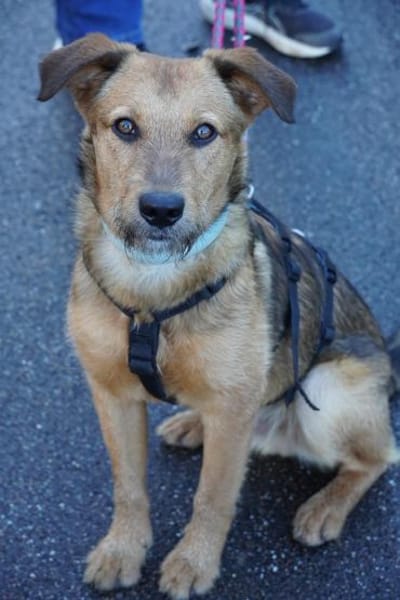 Cookie - ein treuer Freund fürs Leben