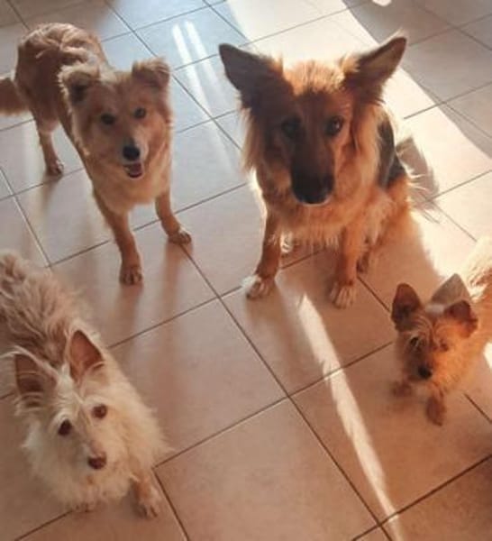 Valentina2 sucht ein Zuhause