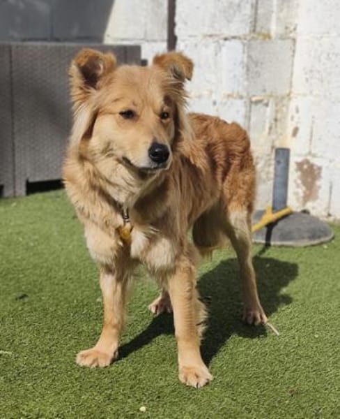 Valentina2 sucht ein Zuhause