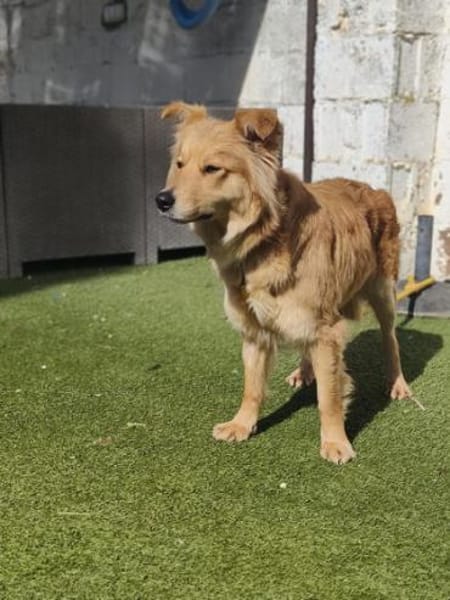 Valentina2 sucht ein Zuhause