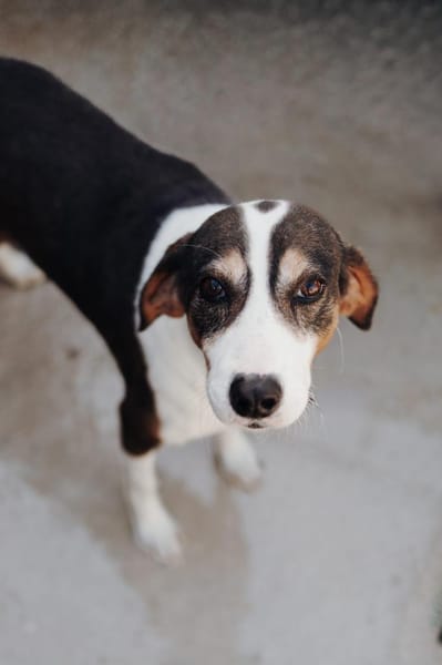 Rex wartet auf sein Für Immer Zuhause