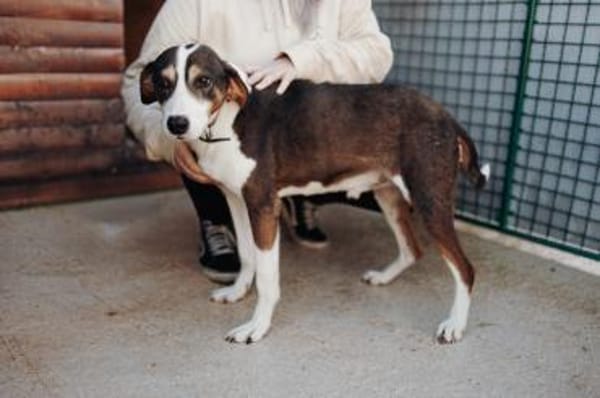 Rex wartet auf sein Für Immer Zuhause