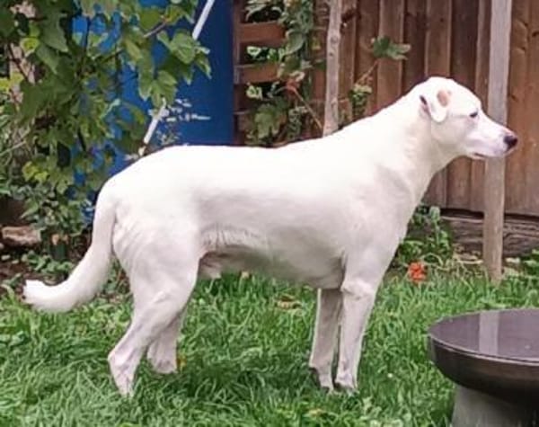 Labi-Boxer ♥SNOW♥ 80993 München