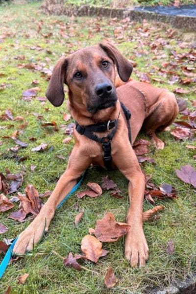 charmanter LASKOin 22559 Hamburg