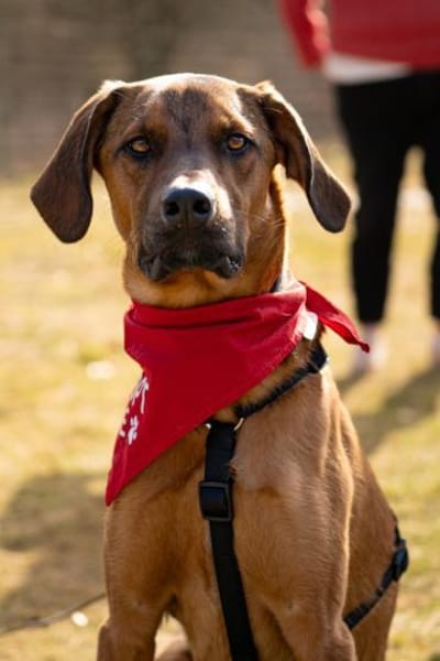 charmanter LASKOin 22559 Hamburg