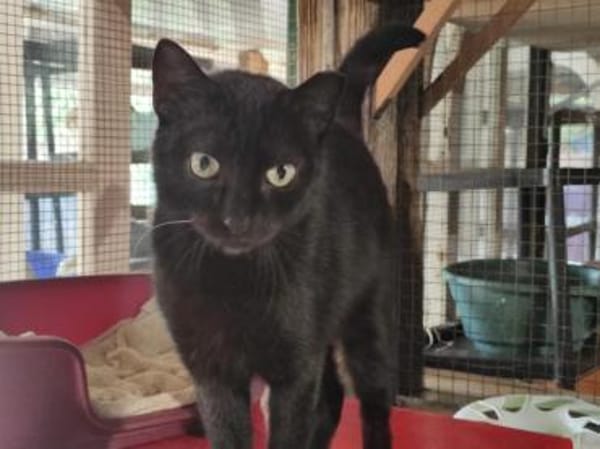 Oreo - Einzelkatze sucht ihr Zuhause!