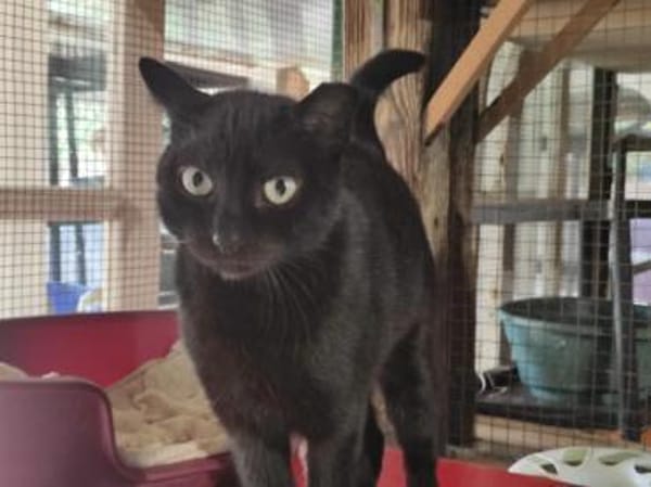 Oreo - Einzelkatze sucht ihr Zuhause!