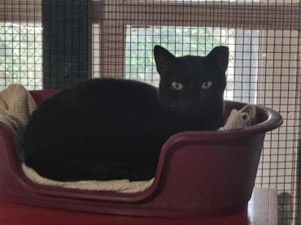 Oreo - Einzelkatze sucht ihr Zuhause!