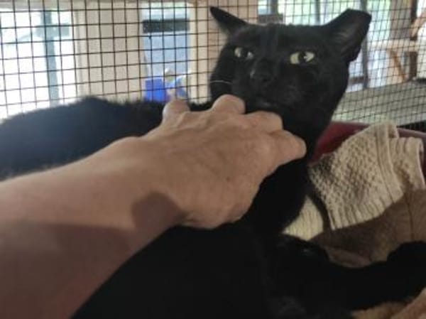 Oreo - Einzelkatze sucht ihr Zuhause!