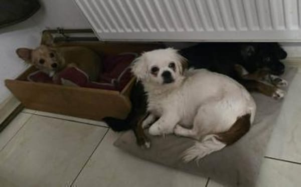 SUKI - Zuhause gesucht