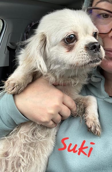 SUKI - Zuhause gesucht