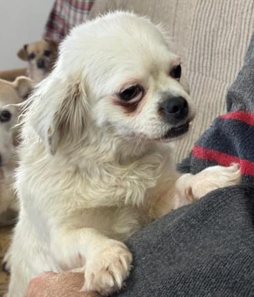 SUKI - Zuhause gesucht