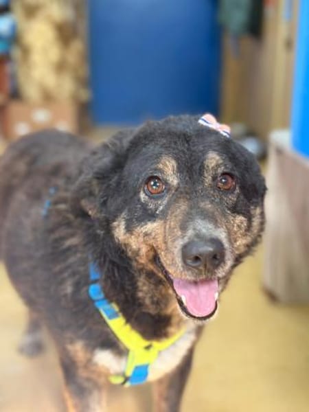 Selma - Lebensfreude pur trotz Handicap