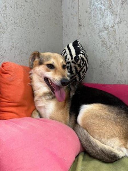 Die sanfte Nami sucht ihre Menschen