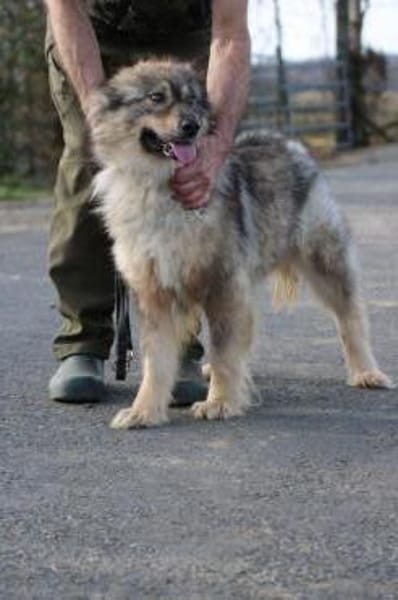 Liria - sehr zutraulich u. unkompliziert