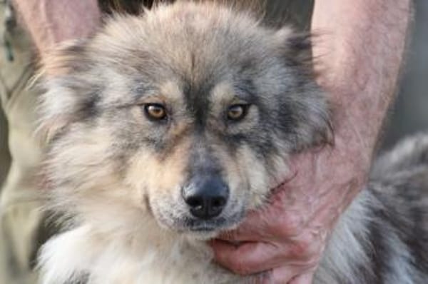 Liria - sehr zutraulich u. unkompliziert