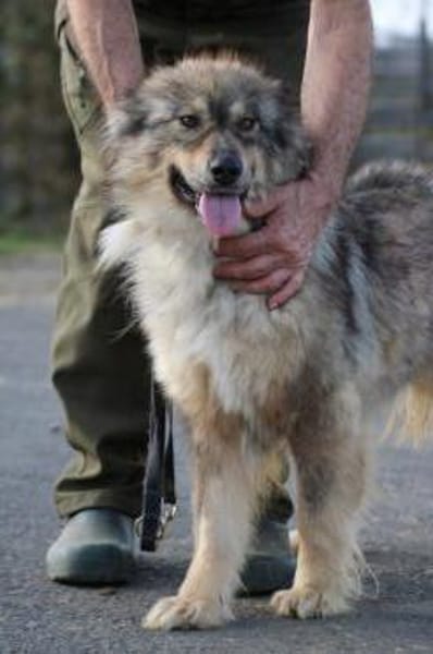 Liria - sehr zutraulich u. unkompliziert