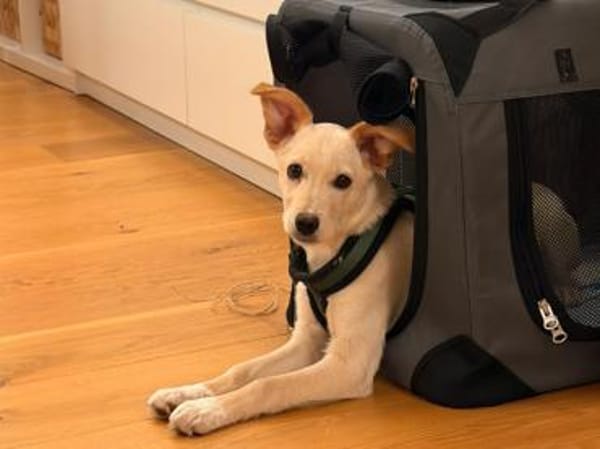 Ivy sucht Für-immer-Zuhause