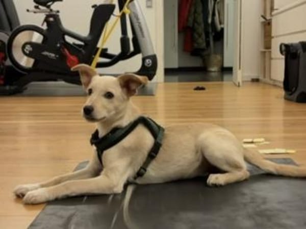 Ivy sucht Für-immer-Zuhause