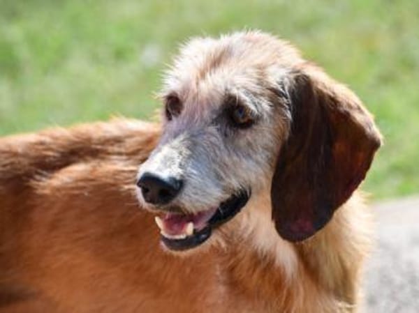 Bubu möchte zu Ihrer Familie gehören