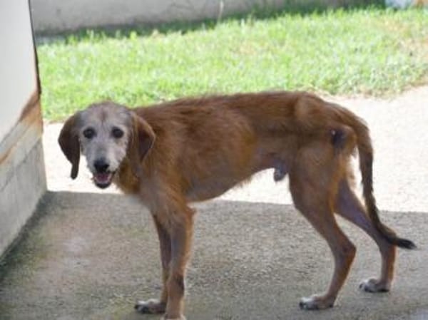 Bubu möchte zu Ihrer Familie gehören