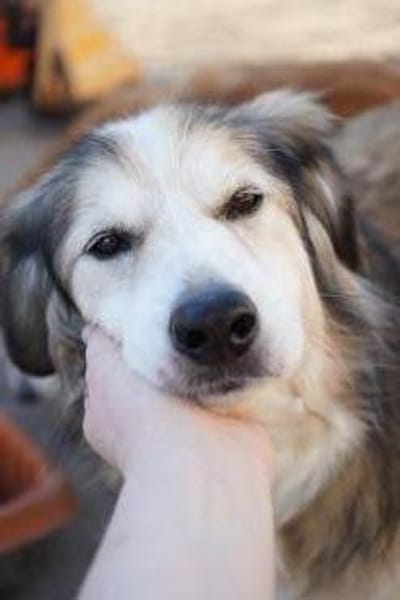 Sanfte Senior-Hündin sucht Lebensplatz!