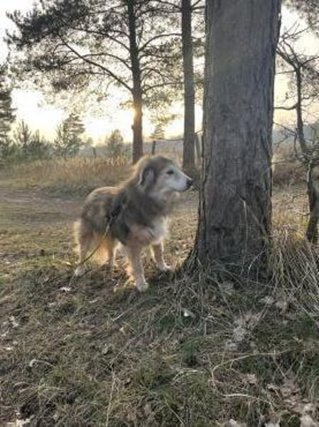 Sanfte Senior-Hündin sucht Lebensplatz!