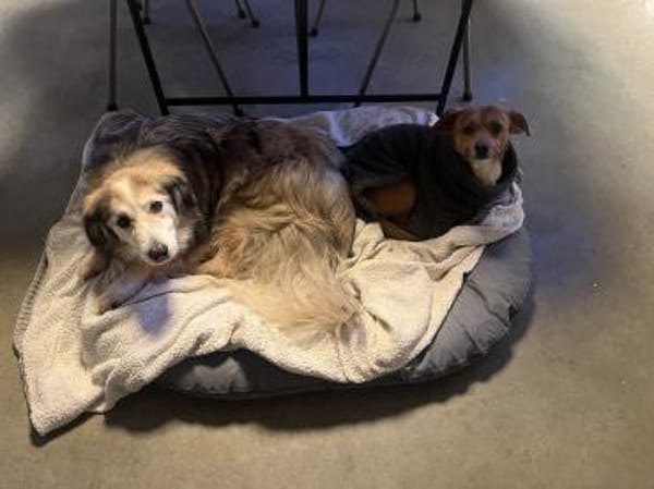 Sanfte Senior-Hündin sucht Lebensplatz!