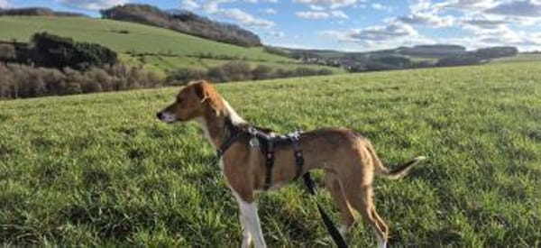 Sanfte Danica auf Körbchensuche