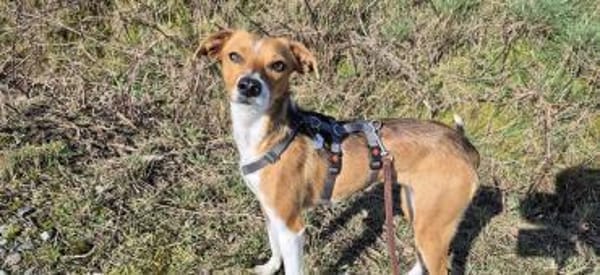 Sanfte Danica auf Körbchensuche