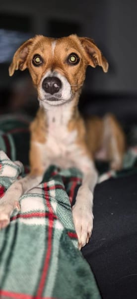 Sanfte Danica auf Körbchensuche