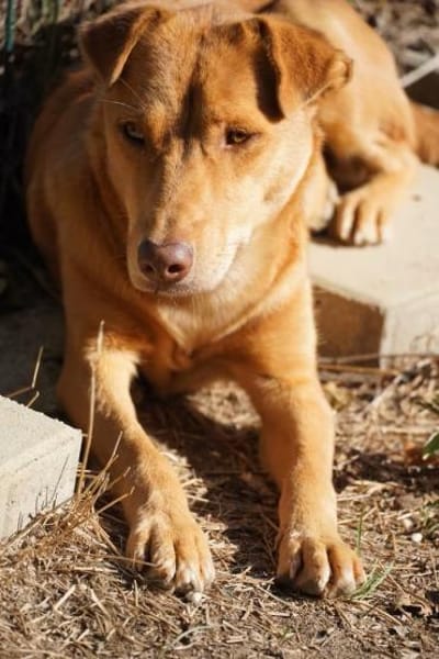 sanfte Hazel sucht ihre Familie