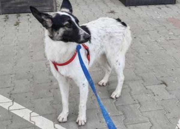 Fluffy - Hütehund-Mischling mit Energie